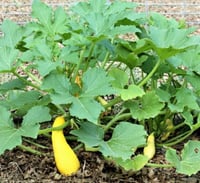 Image 1 of Summer Squash
