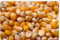 Image 2 of Corn Yellow