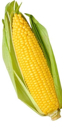 Image 1 of Corn Yellow