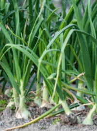 Image 1 of Garlic Plant