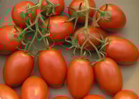 Roma Tomatoes