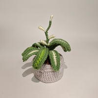 Mini Potted Spider plant