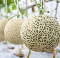 Image 2 of Cantaloupe 