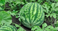 Watermelon