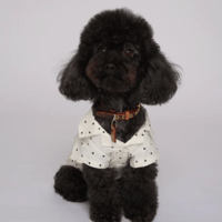 Image 2 of DOTTY TOP