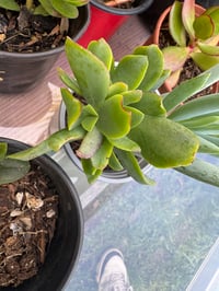 Round-Leafed Navel Wort 
