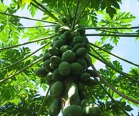 Image 2 of Papaya 