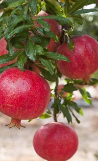 Pomegranate 
