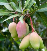 Mango Tree