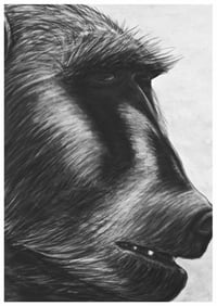 Image 1 of The Chacma Baboon A sized prints