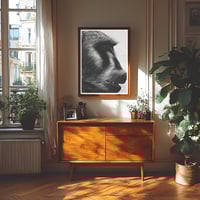 Image 2 of The Chacma Baboon A sized prints