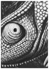 Image 1 of The Flap necked Chameleon A sized prints