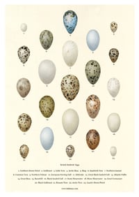 British Seabirds Eggs Poster 