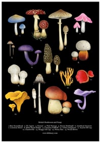 Image 2 of British Mushroom and Fungi Poster