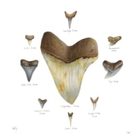 Image 1 of Fossil Shark Teeth Collection Fine Art Print