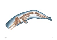 Image 1 of 2018 Edition - Sperm Whale Skeleton - Heavyweight Recycled Matte Paper Fine Art Print A3