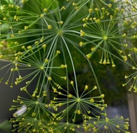 Image 6 of Dill Seeds