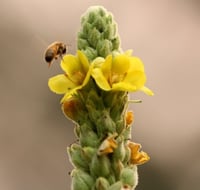 Image 9 of Mullien Seeds