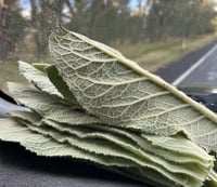 Image 11 of Mullien Seeds