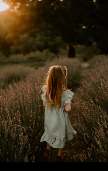 Image of Lavender Field Minis