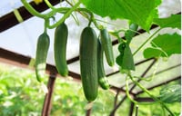 Cucumber 