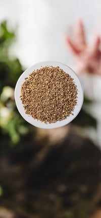 Organic Ashwagandha (bulk)