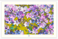Image 1 of SPRING HAS SPRUNG 