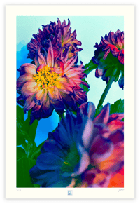 Image 1 of MIDNIGHT BLOOMERS (36X24)