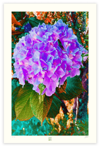 Image 1 of A HYPER HYDRANGEA (36X24)