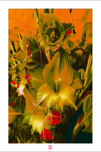 Image 1 of FLORAL COLOR BREAK #3 (36X24)