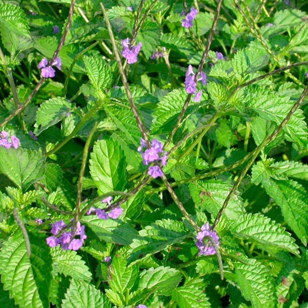 NERVine! Wild Jamaican Blue Vervain. Depression-Anxiety-Dopamine-Insomnia-Respiratory-Headaches.