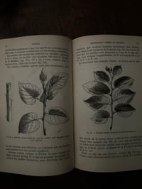 Image 5 of Cours élémentaire de Botanique, A.Mangin,1886