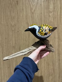 Image 2 of Golden Plover