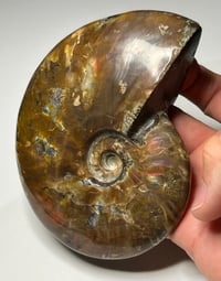 Image 10 of Large Purple Iridescent Ammonite Fossil #2443