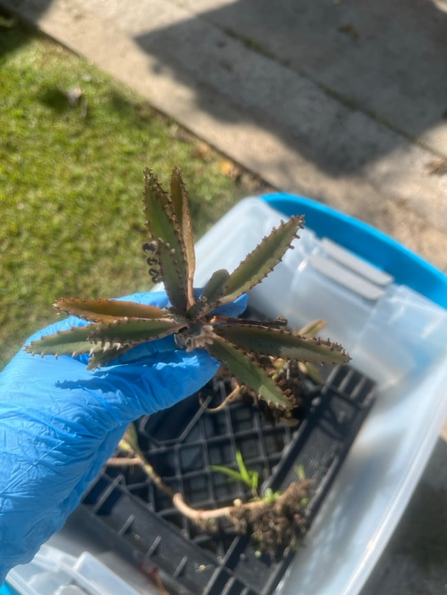 Mother of A Thousand Succulent Plant