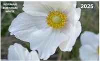 2025 Wall Calendars