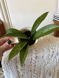 Image 3 of Hoya Pubicalyx in gilded Horse Mug