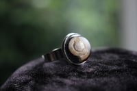 Image 6 of Dead Good snail shell ring 2