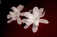 Image 1 of Bloom