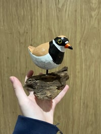 Image 4 of Ringed Plover