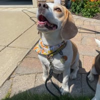 Image 5 of Wild One Bandana