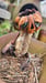 Image of Forgotten Pumpkinheads of OZ