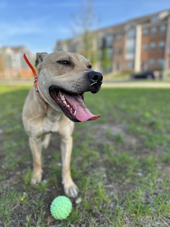 Image of Dog sitting 1 week