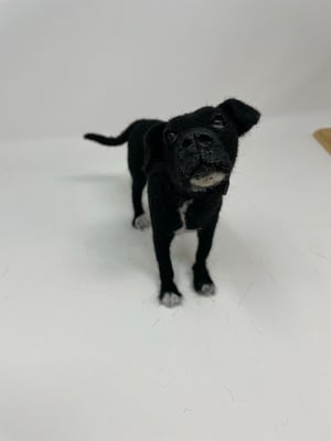 Image of Custom dog miniature