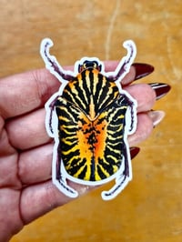 Image 3 of Gymnetis stellata Beetle Sticker