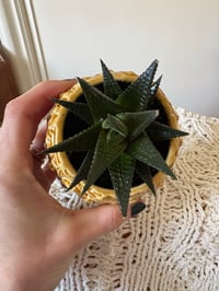 Image 3 of Fairy Washboard Succulent in Pineapple Pot