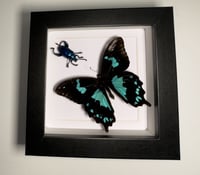Image 1 of Teardrop Swallowtail & Blue Frog legged beetle
