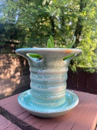 Image 3 of Campfire Plant in Blue 'Spindle'