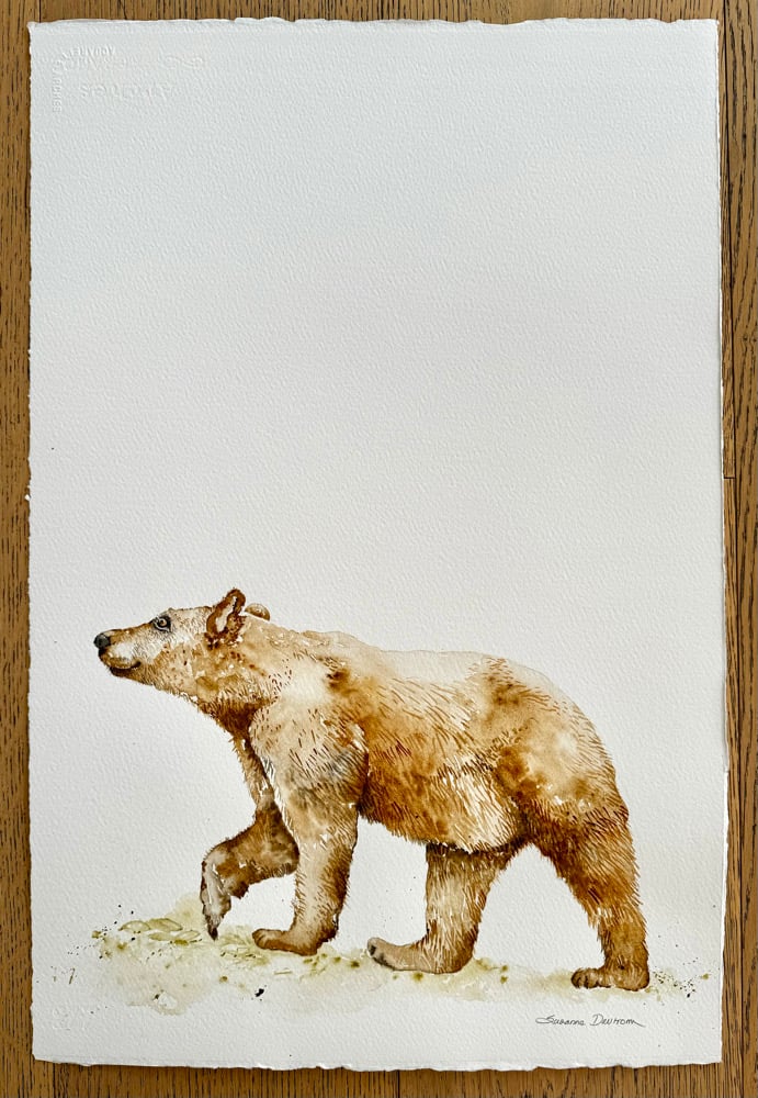 Image of The Bear