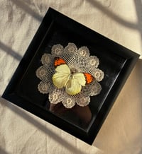Image 1 of Doily Butterfly Frame